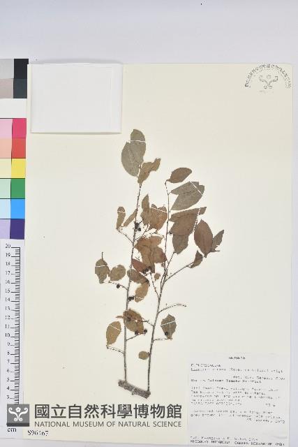 密花白飯樹藏品圖，第1張