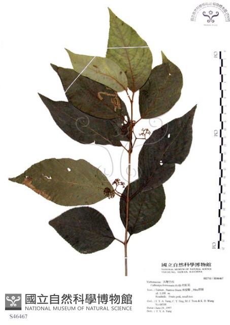 杜虹花，台灣紫珠藏品圖，第1張