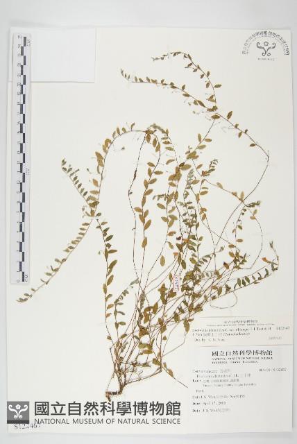 狹葉土丁桂藏品圖，第1張