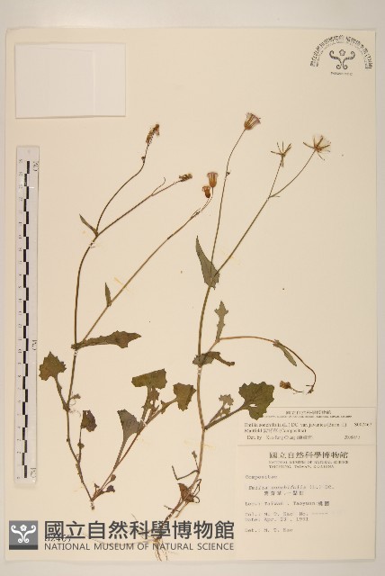 紫背草藏品圖，第1張