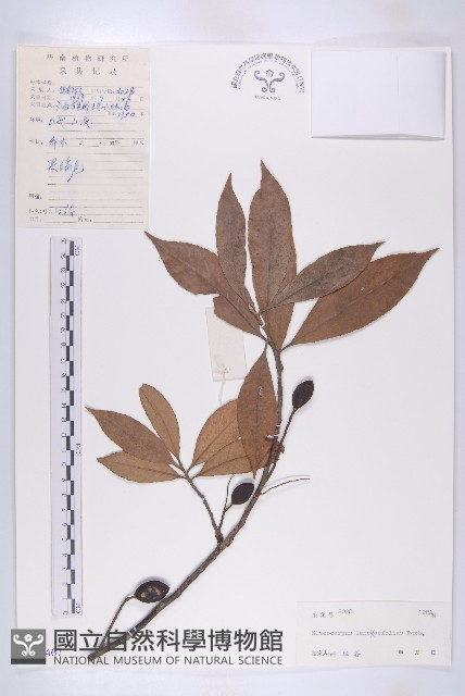 披針葉杜英藏品圖，第1張