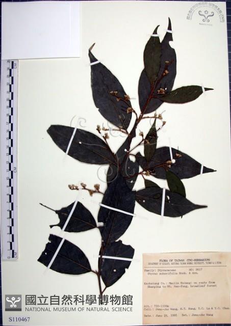 紅皮、葉下白、赤仔尾藏品圖，第1張