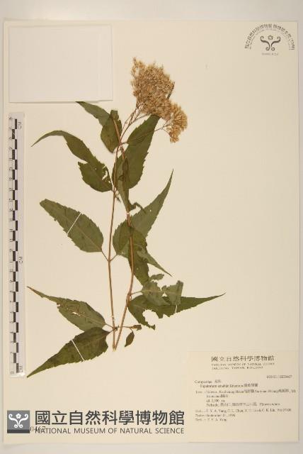 腺葉澤蘭藏品圖，第1張