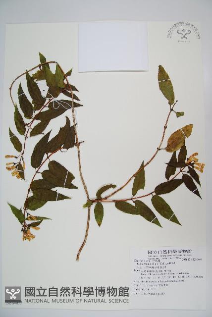 阿里山忍冬、漸尖葉忍冬藏品圖，第1張