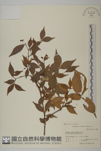 鴉椿衛矛藏品圖，第1張