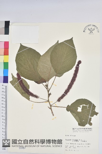 紅花鐵莧、長穗鐵莧藏品圖，第1張