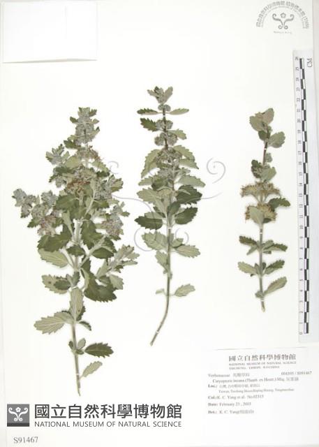 灰葉蕕藏品圖，第1張