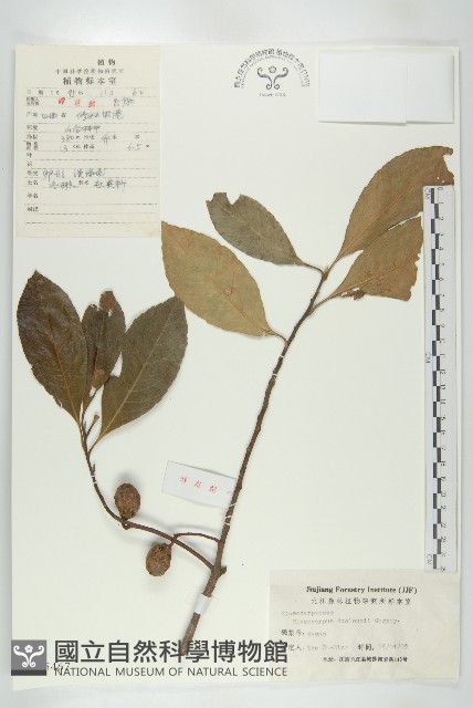 冬桃藏品圖，第1張