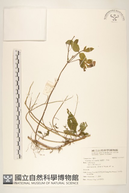苦滇菜、苦菜藏品圖，第1張