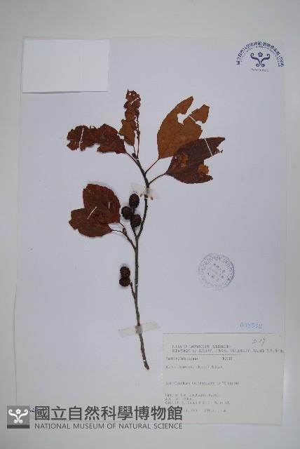 臺灣赤楊、臺灣榿木藏品圖，第1張