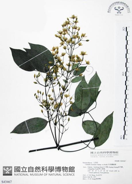 Accession Number:S043467 Collection Image, Figure 1, Total 2 Figures