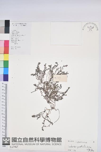 伏生大戢藏品圖，第1張