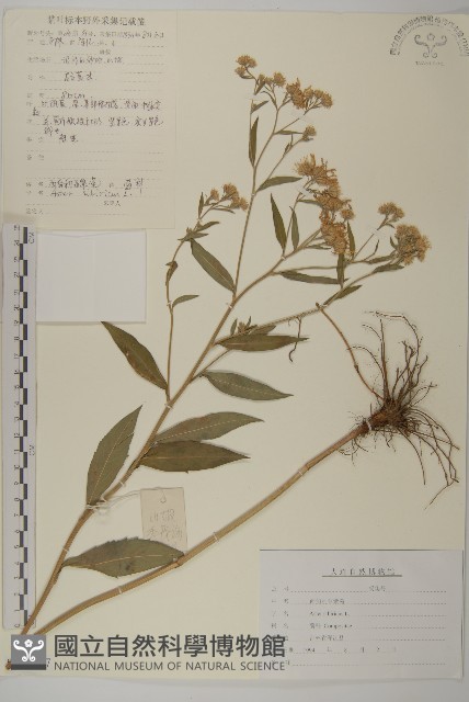西伯利亞紫苑藏品圖，第1張