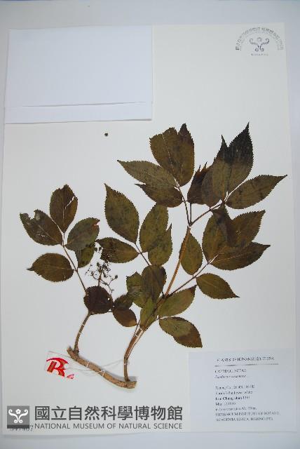 登錄號:S047467藏品圖，第1張