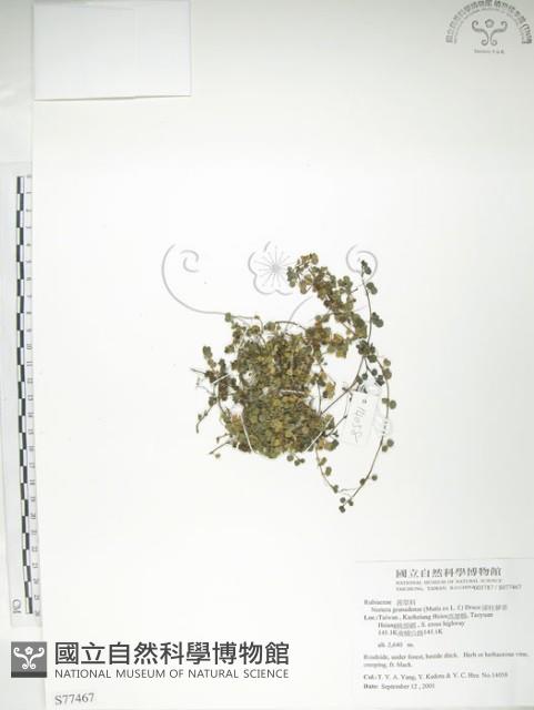 深柱夢草藏品圖，第1張