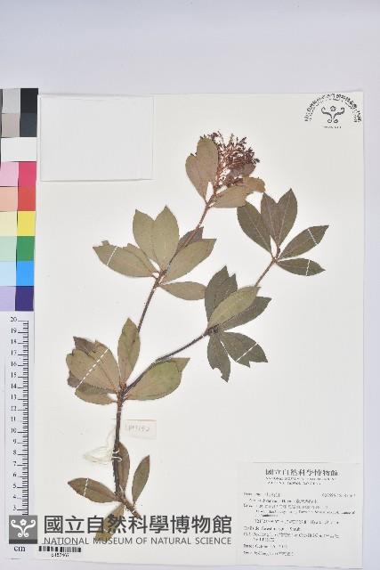 臺灣馬醉木藏品圖，第1張