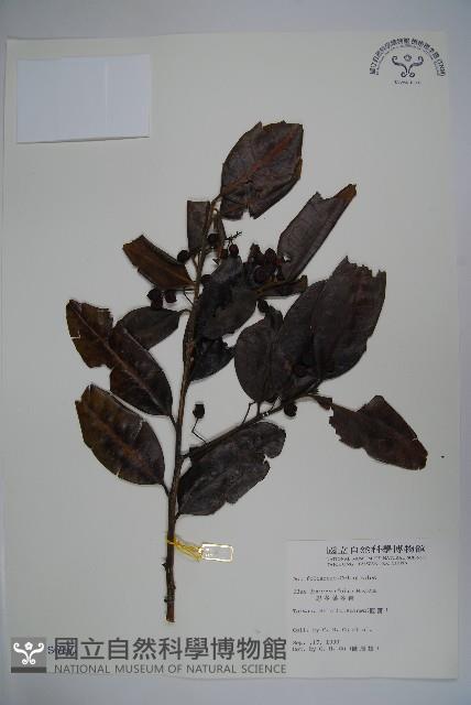 忍冬葉冬青藏品圖，第1張