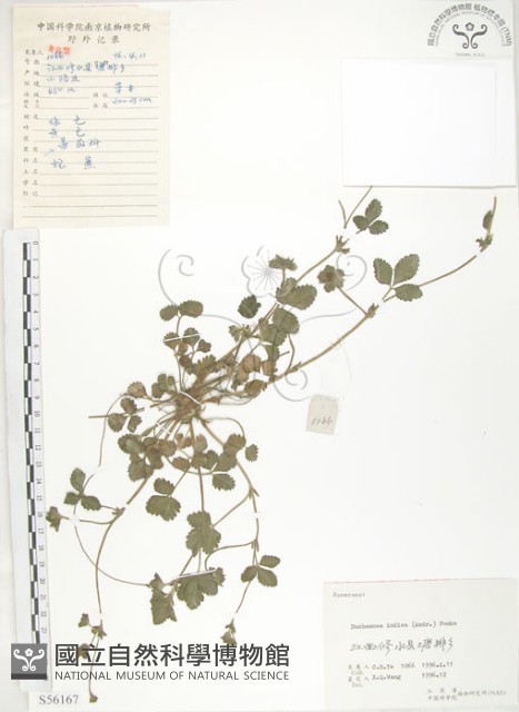 蛇莓、地莓、龍吐珠藏品圖，第1張