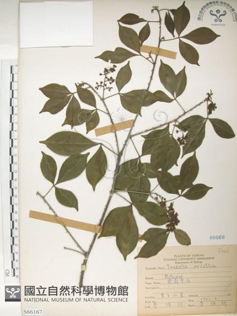 飛龍掌血藏品圖，第1張