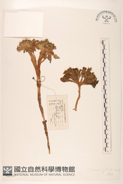 金沙絹毛菊藏品圖，第1張