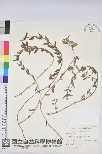 飛揚草藏品圖，第1張