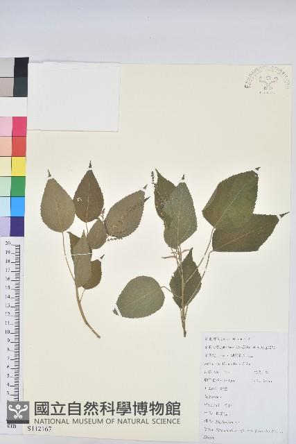 假扎包葉藏品圖，第1張