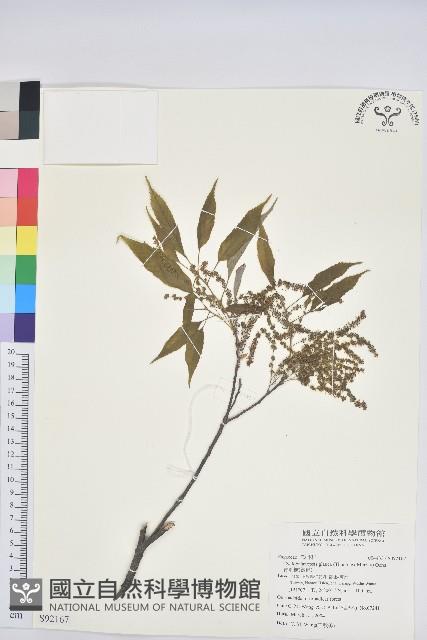 青剛櫟、鐵椆藏品圖，第1張