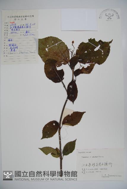 莢迷藏品圖，第1張