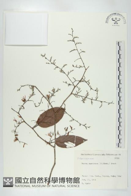 登錄號:S082167藏品圖，第1張