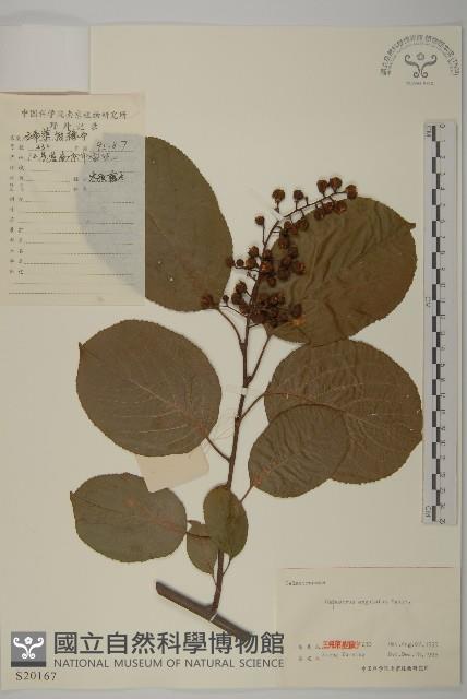 苦皮藤藏品圖，第1張