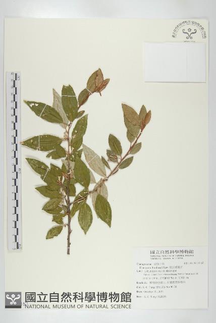 鄧氏胡頹子藏品圖，第1張