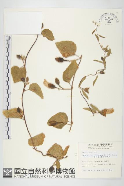 盒果藤藏品圖，第1張