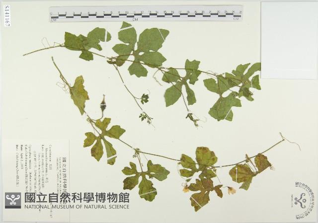 苦瓜藏品圖，第1張