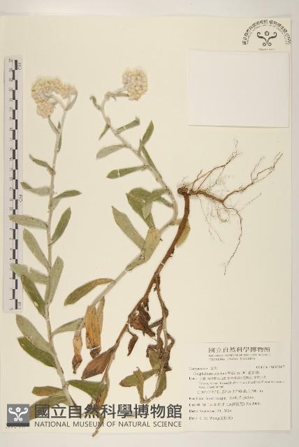 紅面番藏品圖，第1張