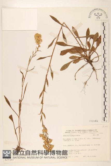 一枝黃花藏品圖，第1張