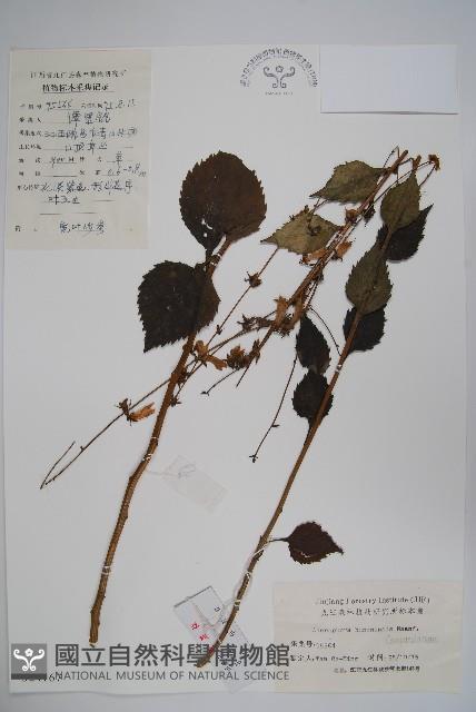 湖南沙參、寬裂沙參藏品圖，第1張