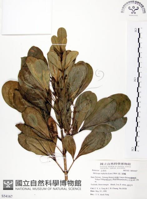 假三腳虌藏品圖，第1張