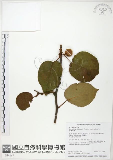 臺灣羊桃藏品圖，第1張