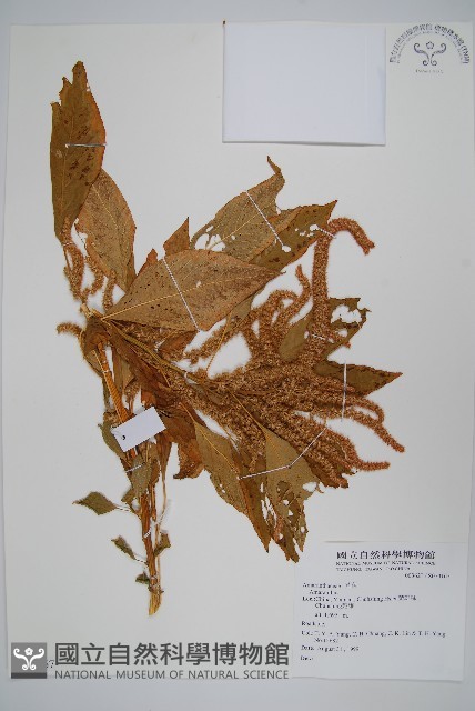 登錄號:S074167藏品圖，第1張