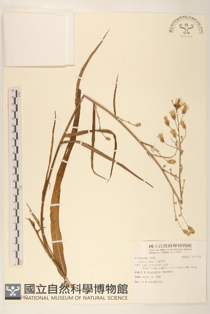 鵝仔草藏品圖，第1張