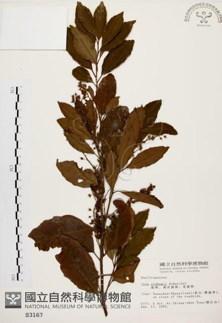 鼠刺藏品圖，第1張