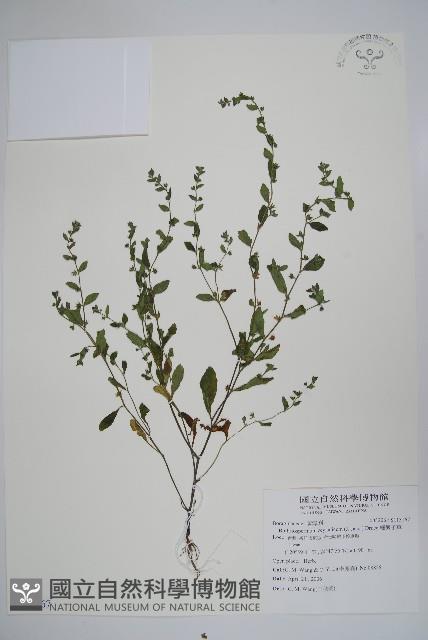 細纍子草藏品圖，第1張