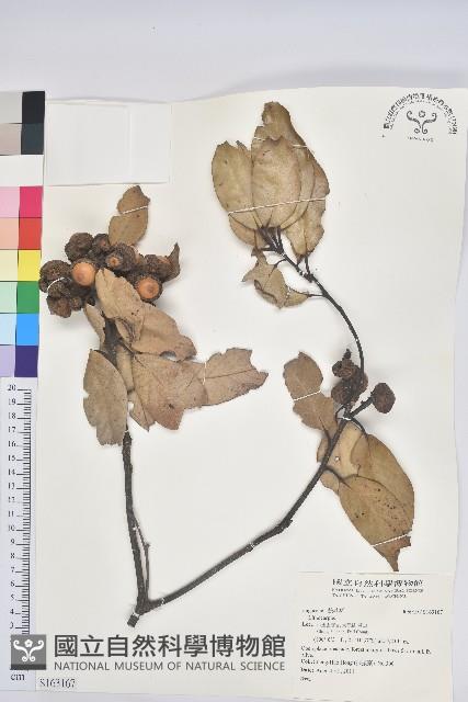 登錄號:S163167藏品圖，第1張