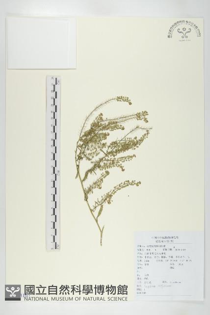 獨行菜藏品圖，第1張