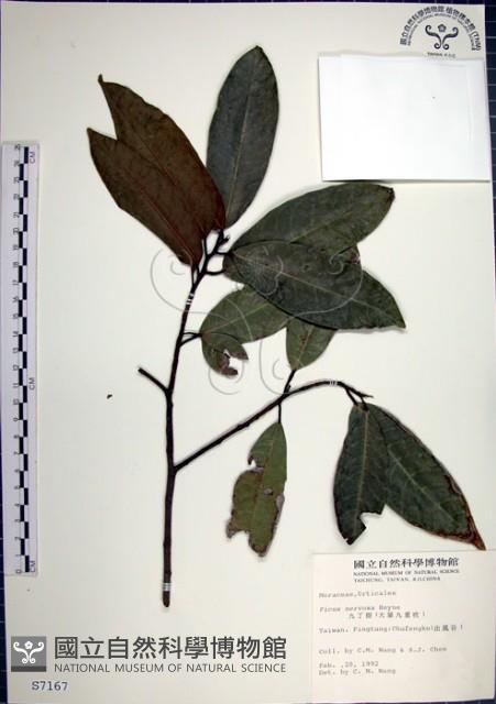 九重吹、九丁樹、脈葉榕、大葉九重吹藏品圖，第1張