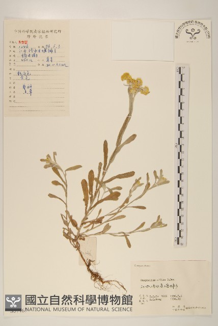 鼠麴草藏品圖，第1張