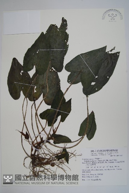 薄葉細辛、尾花細辛藏品圖，第1張