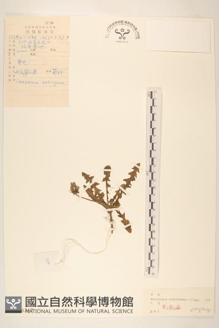 丹東蒲公英藏品圖，第1張