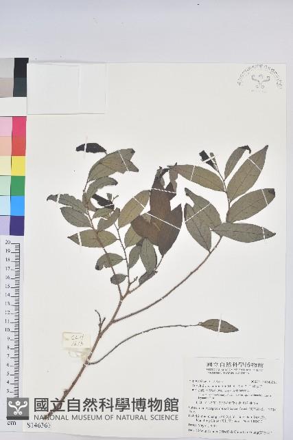 裡白饅頭果藏品圖，第1張