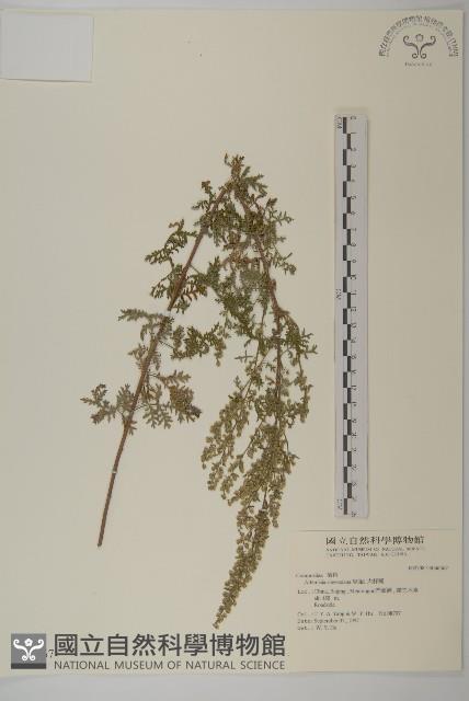 大耔蒿藏品圖，第1張